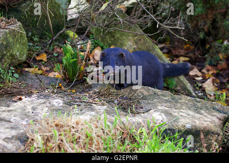 American mink Mustela vison [captive] West Country Wildlife Photography Center Devon England Regno Unito Foto Stock