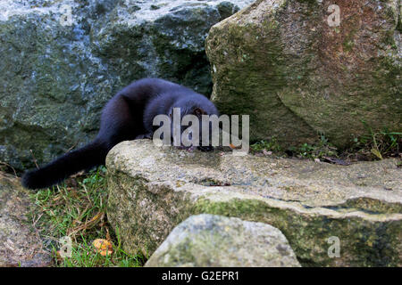 American mink Mustela vison [captive] West Country Wildlife Photography Center Devon England Regno Unito Foto Stock