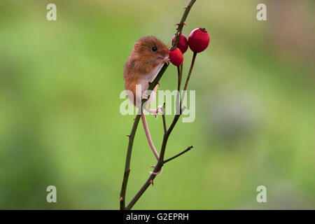 Harvest mouse Micromys minutus su cane rosa canina [captive] West Country Wildlife Photography Center Devon England Regno Unito Foto Stock