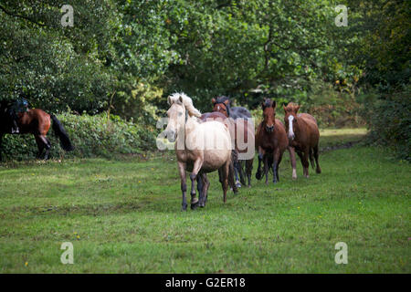 New Forest pony essendo arrotondate durante una deriva sbarramenti vicino a Brockenhurst New Forest National Park Hampshire England Regno Unito Foto Stock