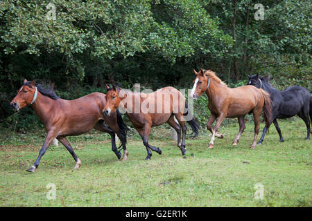 New Forest pony essendo arrotondate durante una deriva Wiers vicino a Brockenhurst New Forest National Park Hampshire England Regno Unito Foto Stock