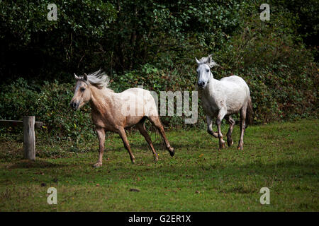 New Forest pony essendo arrotondate durante una deriva Wiers vicino a Brockenhurst New Forest National Park Hampshire England Regno Unito Foto Stock