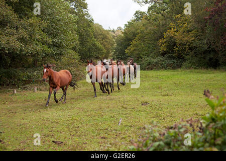 New Forest pony essendo arrotondate durante una deriva Wiers vicino a Brockenhurst New Forest National Park Hampshire England Regno Unito Foto Stock