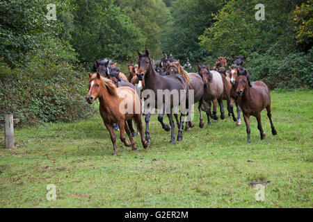 New Forest pony essendo arrotondate durante una deriva Wiers vicino a Brockenhurst New Forest National Park Hampshire England Regno Unito Foto Stock