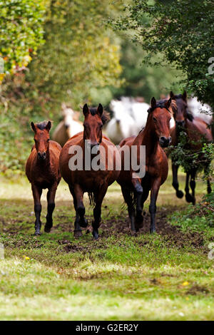 New Forest pony essendo arrotondate durante una deriva Wiers vicino a Brockenhurst New Forest National Park Hampshire England Regno Unito Foto Stock