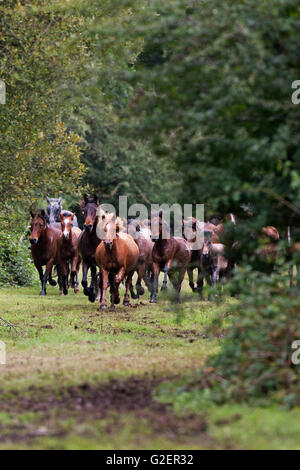 New Forest pony essendo arrotondate durante una deriva Wiers vicino a Brockenhurst New Forest National Park Hampshire England Regno Unito Foto Stock