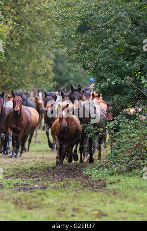 New Forest pony essendo arrotondate durante una deriva Wiers vicino a Brockenhurst New Forest National Park Hampshire England Regno Unito Foto Stock