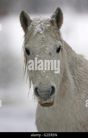 New Forest pony in snow New Forest National Park Hampshire England Regno Unito Foto Stock