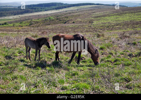 Mare e puledro on Grassy moorland Parco Nazionale di Dartmoor Devon England Regno Unito Foto Stock