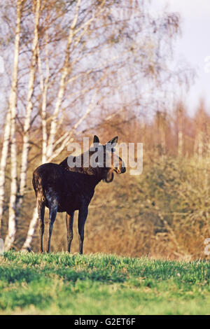 Moose Alces alces femmina Foto Stock