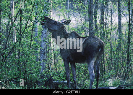 Moose Alces alces navigazione femmina Foto Stock