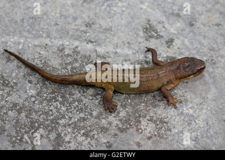 Buon Newt Triturus vulgaris, Lancashire, Regno Unito Foto Stock