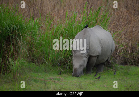 Il rinoceronte indiano o Great Indian One-cornuto rinoceronte (Rhinoceros unicornis), con gli uccelli, il Parco Nazionale di Kaziranga, India Foto Stock