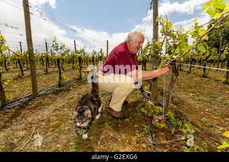 Mike Roberts, all'Ridgeview Estates vigna Ditchling Common, East Sussex. Foto Stock