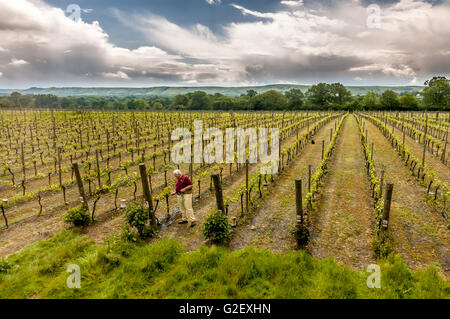 Mike Roberts, all'Ridgeview Estates vigna Ditchling Common, East Sussex. Foto Stock