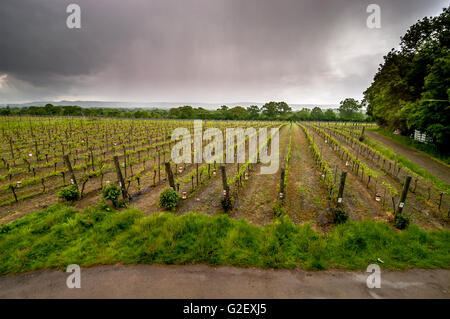 La Ridgeview Estates vigna Ditchling Common, East Sussex. Foto Stock