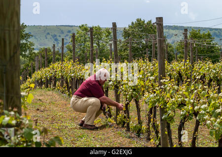 Mike Roberts, all'Ridgeview Estates vigna Ditchling Common, East Sussex. Foto Stock