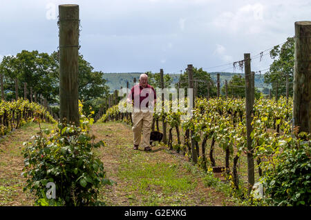 Mike Roberts, all'Ridgeview Estates vigna Ditchling Common, East Sussex. Foto Stock