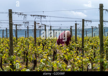 Mike Roberts, all'Ridgeview Estates vigna Ditchling Common, East Sussex. Foto Stock