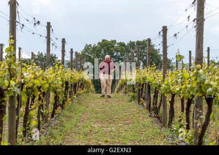 Mike Roberts, all'Ridgeview Estates vigna Ditchling Common, East Sussex. Foto Stock