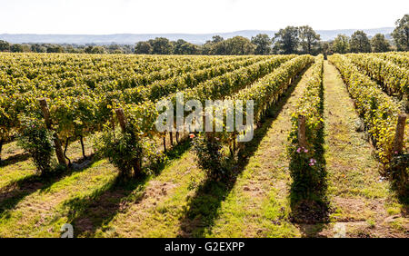 La Ridgeview Estates vigna Ditchling Common, East Sussex. Foto Stock