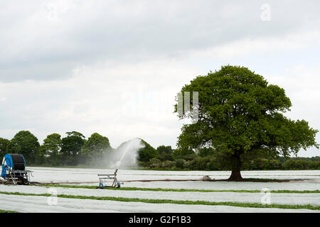 Presto il raccolto di patate coltivate intensamente sotto il vello, Shottisham, Suffolk, Regno Unito. Foto Stock