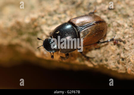 Aphodius erraticus dung beetle. Insetto in famiglia Scarabaeidae, comunemente trovati in panetti di vacca Foto Stock