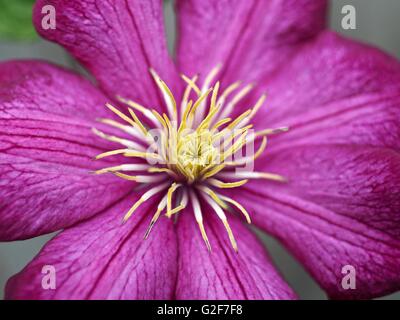 Viola la clematide fiore con centro giallo stami Foto Stock