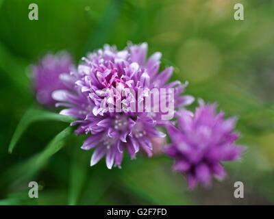 Globo Amaranth - Chives con fiori viola Foto Stock