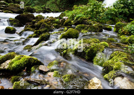 Acqua fresca che scorre in una piccola chiara alpine mountain creek Foto Stock