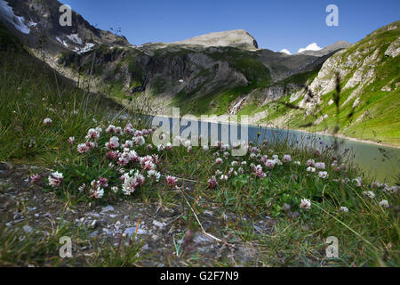 Le erbe e le piante su un fresco verde tranquilli e sereni prato alpino in estate in una giornata di sole Foto Stock