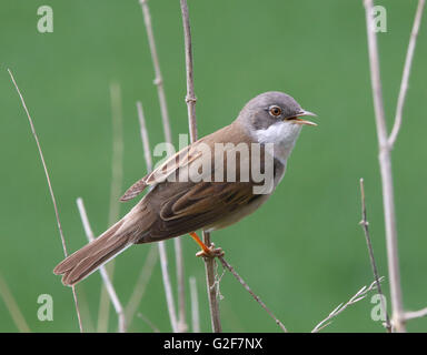 Comune whitegola, Curruca communis, canto Foto Stock