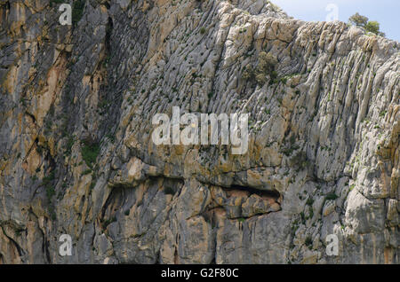 Uomo di arrampicata, arrampicata, arrampicata su corda, Sierra los Camarolos, Andalusia, Spagna meridionale. Foto Stock