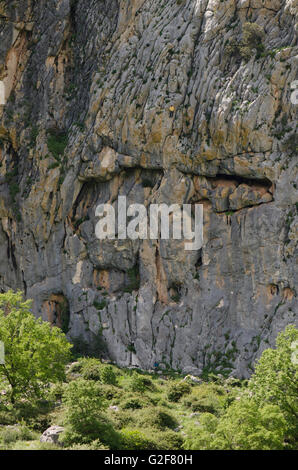 Uomo di arrampicata, arrampicata, arrampicata su corda, Sierra los Camarolos, Andalusia, Spagna meridionale. Foto Stock