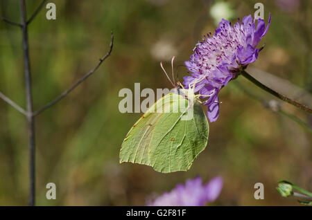 Gonepteryx Cleopatra, Cleopatra butterfly, alimentando il fiore, Andalusia, Spagna. Foto Stock