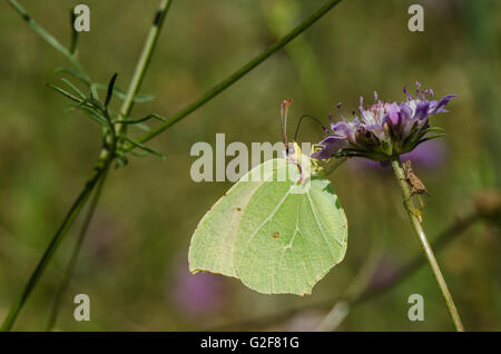 Gonepteryx Cleopatra, Cleopatra butterfly, alimentando il fiore, Andalusia, Spagna. Foto Stock