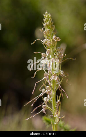 Lizard orchid, Himantoglossum hircinum, infiorescenza, orchidea selvatica, Andalusia, Spagna. Foto Stock