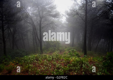 Dark fitta pineta coperta di nebbia, Spagna Foto Stock