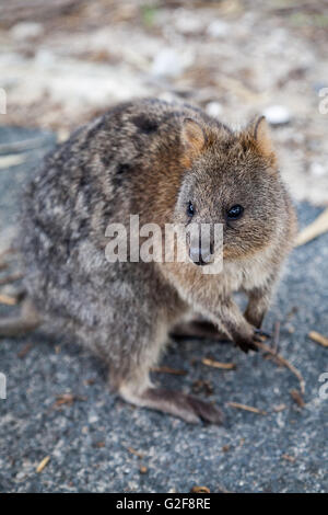 Il Quokka, Setonix Brachyurus, una piccola macropod trovato sull'Isola di Rottnest. Un marsupiali è un erbivoro è notturno. Foto Stock