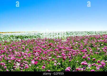 Un campo di colore rosa e bianco blooming ranunculus fiori durante un luminoso giorno mostra la bellezza delle fioriture in primavera Foto Stock