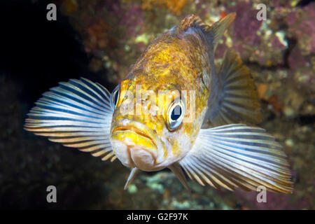Un California il rame il pesce utilizza le sue alette a cuneo stesso su di una scogliera durante il riposo al tramonto