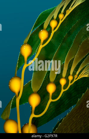 Bella kelp, fronde sorretti da aria vesciche riempite creato uno sfondo drammatico per la messaggistica acquatiche. Foto Stock