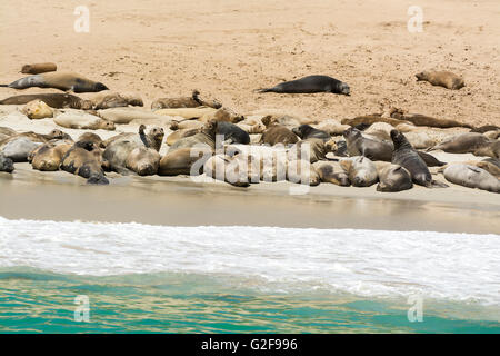 Una colonia di leoni di mare bagni di sole sulla spiaggia di Isola di Santa Rosa in corrispondenza delle Isole del Canale della California Foto Stock