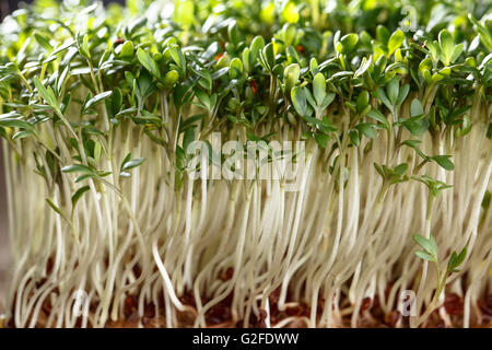 Freschi germogli di crescione giardino pronto per la preparazione Foto Stock