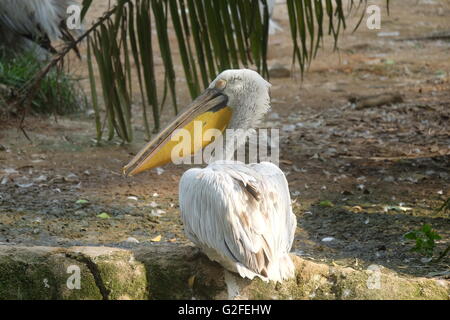 Pelican crogiolarsi in Sun Foto Stock