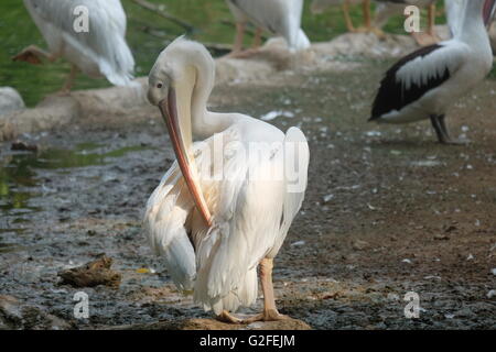 Guardare la mia schiena Foto Stock