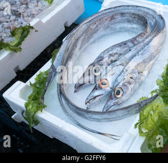 Lepidopus caudatus, pesce bandiera in italiano, al mercato del pesce,Napoli Foto Stock