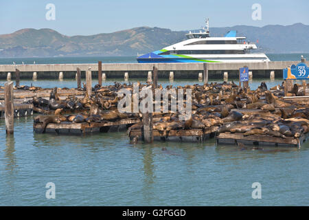 California i leoni di mare sul Molo 39 nella baia di San Francisco. Foto Stock