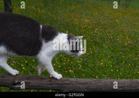 Il gatto in equilibrio su una trave di legno Foto Stock