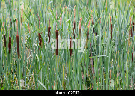 Lattails in fiore lungo il litorale del lago in un lago della Louisiana (Typha latifolia) Foto Stock